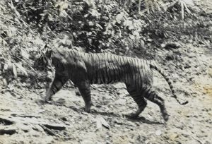 Javanese tiger