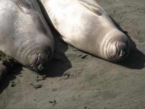 Elephant seals are cute.