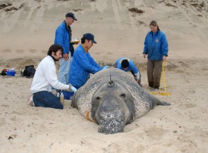 giant male elephant seal getting his transmitter from folks working with JPL