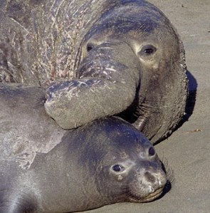 Snuggling elephant seals