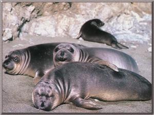 Female elephant seals are cute
