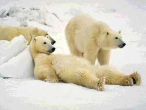 Polar bears being cute, and adult