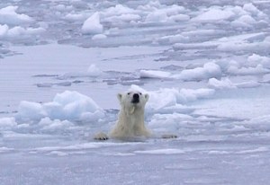 A swimming polar bear emerges from the ice