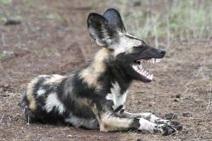 African Wild Dog and Her Teeth